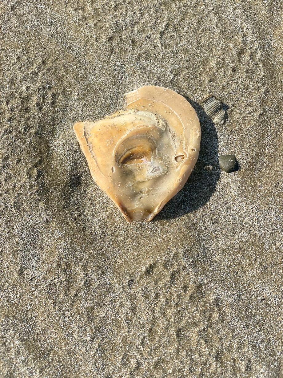 Coquillage photographié sur une plage de Bretagne